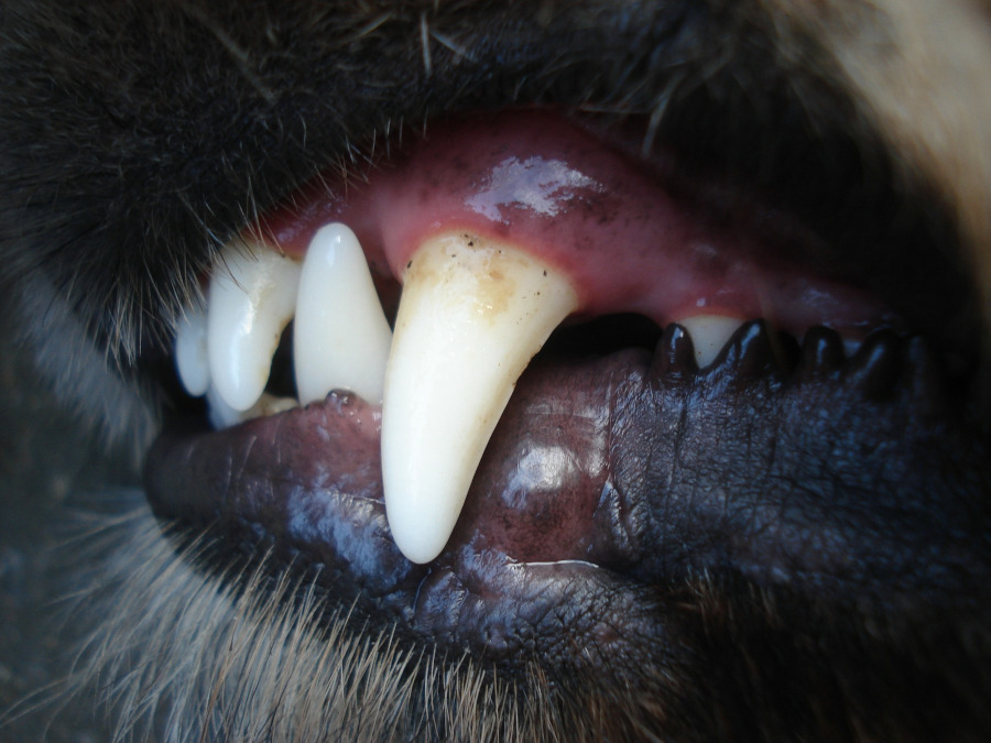 pierderea dintilor la caini